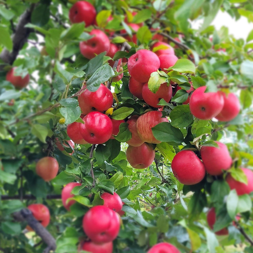 Boîte de Pomme bio honeycrisp