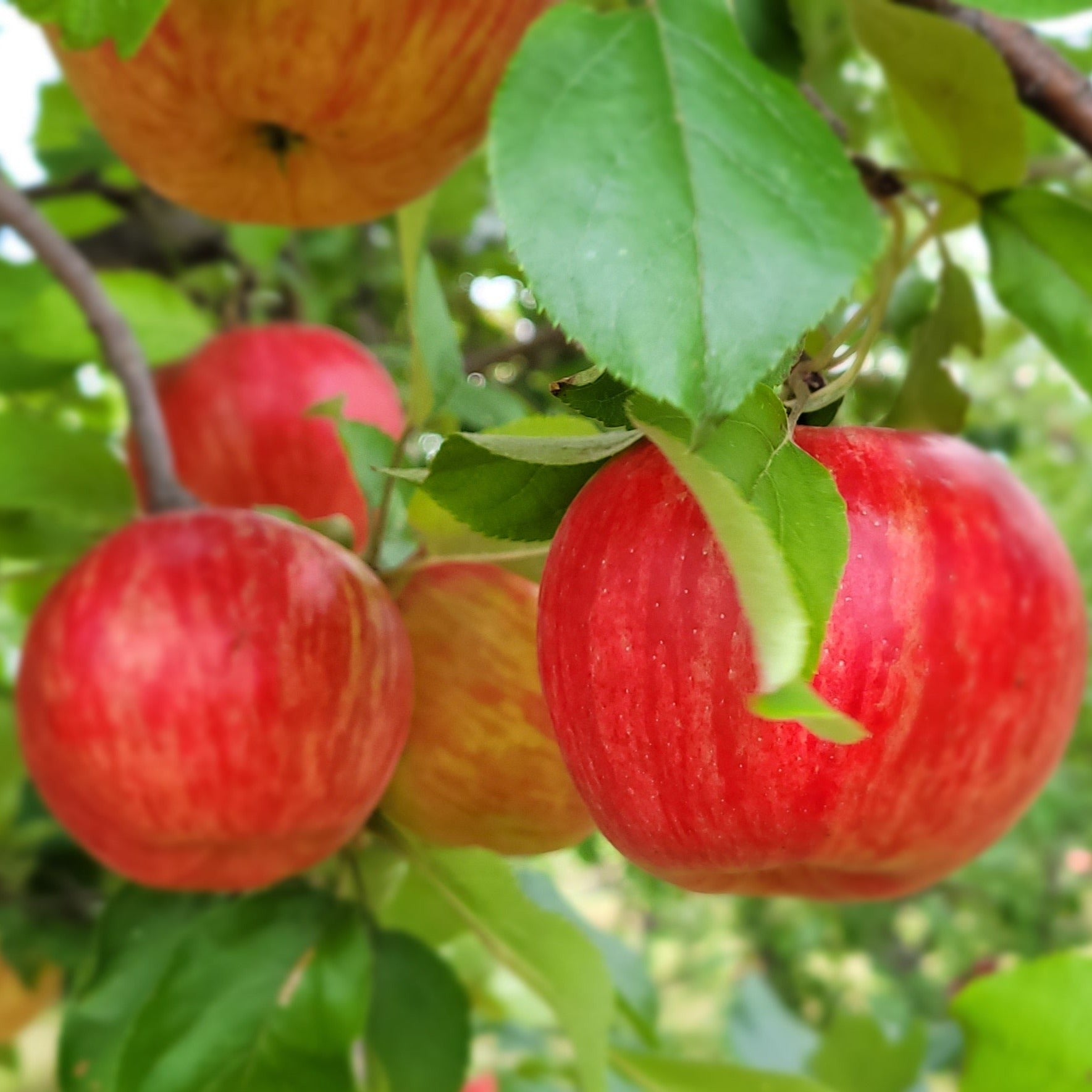 Boîte de Pomme bio honeycrisp