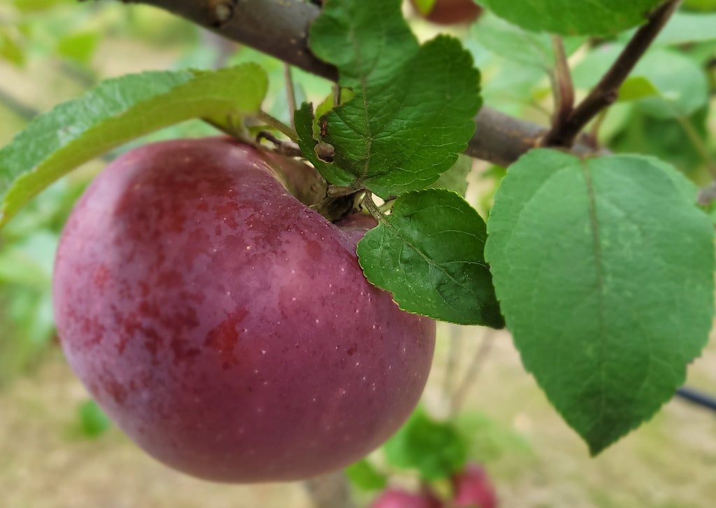 Boîte de Pomme bio honeycrisp