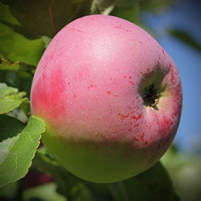 Boîte de Pomme bio honeycrisp