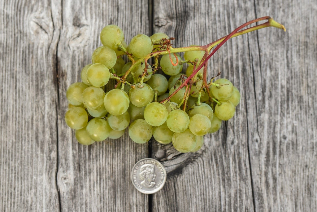 Raisin de table biologique de la ferme