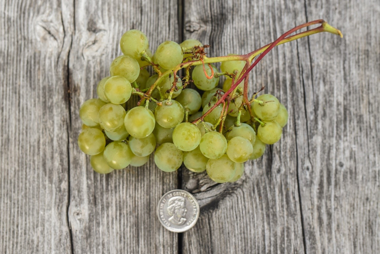 Raisin de table biologique de la ferme